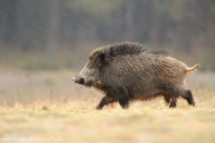 109 Wildschwein - Sus scrofa