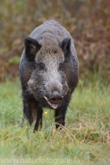 7 Wildschwein - Sus scrofa