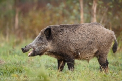 6 Wildschwein - Sus scrofa