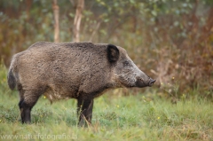 5 Wildschwein - Sus scrofa