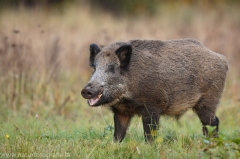 4 Wildschwein - Sus scrofa