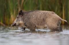 2 Wildschwein - Sus scrofa