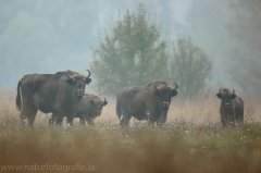 74 Wisent - Bison bonasus