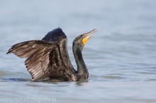 55 Ohrenscharbe - Phalacrocorax auritus