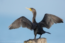 56 Ohrenscharbe - Phalacrocorax auritus