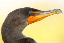 57 Ohrenscharbe - Phalacrocorax auritus