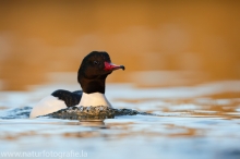 20 Gänsesäger - Mergus merganser