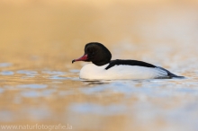 21 Gänsesäger - Mergus merganser