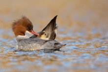 28 Gänsesäger - Mergus merganser