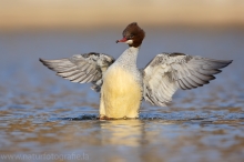 29 Gänsesäger - Mergus merganser