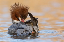 30 Gänsesäger - Mergus merganser