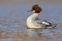 31 Gänsesäger - Mergus merganser