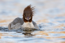 32 Gänsesäger - Mergus merganser