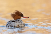 33 Gänsesäger - Mergus merganser