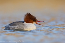 34 Gänsesäger - Mergus merganser