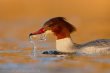 35 Gänsesäger - Mergus merganser