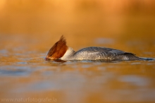 36 Gänsesäger - Mergus merganser