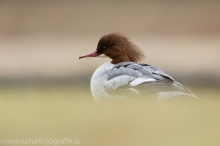 22 Gänsesäger - Mergus merganser