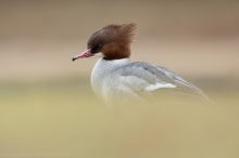 23 Gänsesäger - Mergus merganser