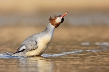 26 Gänsesäger - Mergus merganser