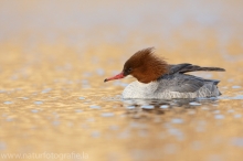 27 Gänsesäger - Mergus merganser