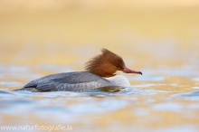 37 Gänsesäger - Mergus merganser