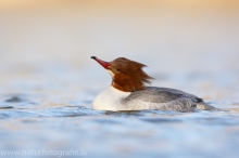 38 Gänsesäger - Mergus merganser