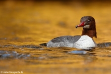 39 Gänsesäger - Mergus merganser