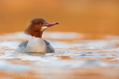 63 Gänsesäger - Mergus merganser