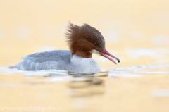 62 Gänsesäger - Mergus merganser