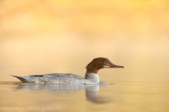 65 Gänsesäger - Mergus merganser ♀