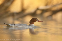 66 Gänsesäger - Mergus merganser ♀