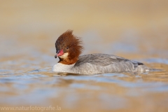 58 Gänsesäger - Mergus merganser