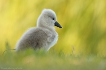 46 Höckerschwan - Cygnus olor