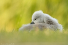 47 Höckerschwan - Cygnus olor