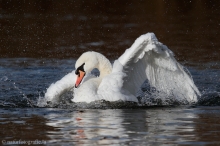 49 Höckerschwan - Cygnus olor