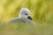 48 Höckerschwan - Cygnus olor