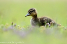 18 Stockente - Anas platyrhynchos