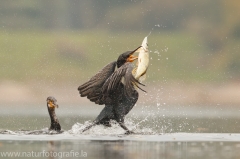 67 Kormoran - Phalacrocorax carbo