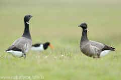 77 Ringelgans - Branta bernicla