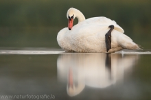 51 Höckerschwan - Cygnus olor