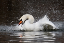 52 Höckerschwan - Cygnus olor