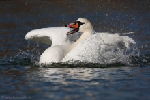 53 Höckerschwan - Cygnus olor