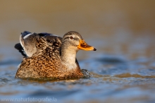 16 Stockente - Anas platyrhynchos