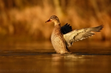 17 Stockente - Anas platyrhynchos