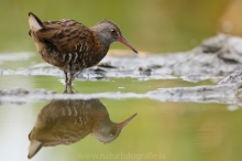 19 Wasserralle - Rallus aquaticus