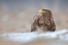 714 Seeadler - Haliaeetus albicilla