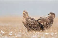 741 Seeadler - Haliaeetus albicilla