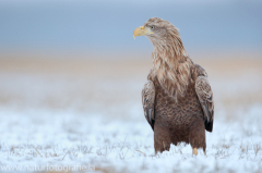 742 Seeadler - Haliaeetus albicilla