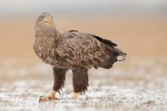 743 Seeadler - Haliaeetus albicilla